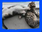 3 lieve kittens te koop! 💙🩷💙12 weekjes, Dieren en Toebehoren, Katten en Kittens | Raskatten | Korthaar, Poes