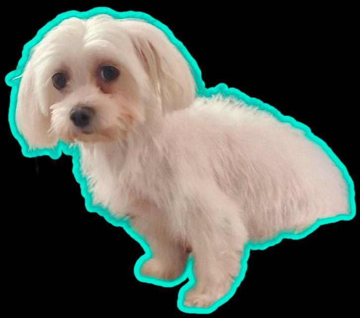 Morki,kruising tussen maltezer en miniyork, Dieren en Toebehoren, Honden | Chihuahua's en Gezelschapshonden, Meerdere dieren, Overige rassen