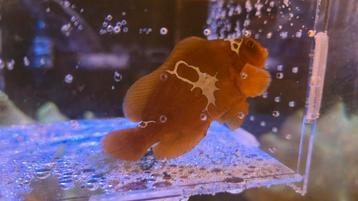 Lighting Maroon Clownfish Koppel  beschikbaar voor biedingen