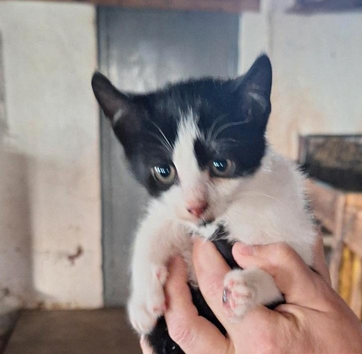 5 boerderij kittens, 4 katertjes, 1 driekleurig poesje, Dieren en Toebehoren, Katten en Kittens | Overige Katten, Kortharig, Meerdere dieren