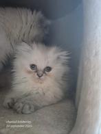 Perzische colour point poesje, Dieren en Toebehoren, Katten en Kittens | Raskatten | Langhaar, Poes, Gechipt, 0 tot 2 jaar