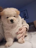 Chow chow pups de laatste twee prachtige pups, 8 tot 15 weken, Poolhond, Meerdere, Meerdere dieren