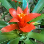 2 Bromelia planten  voor  €6,- €3,50 pst, Ophalen, Volle zon