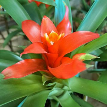 2 Bromelia planten  voor  €6,- €3,50 pst beschikbaar voor biedingen