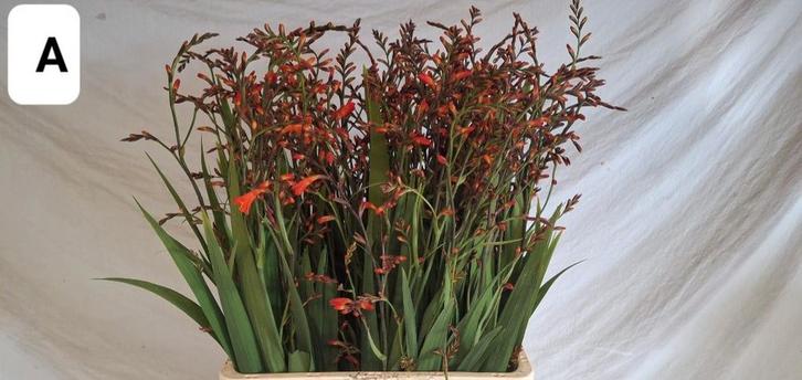 Crocosmia ( Montbretia) knollen/bollen, Tuin en Terras, Planten | Tuinplanten, Overige soorten, Volle zon, Ophalen of Verzenden