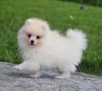 Pomeriaan/Dwergkees pup, België, Keeshond, Reu, CDV (hondenziekte)