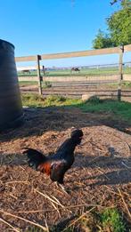 Gratis Kuifhoender  haantje, Dieren en Toebehoren