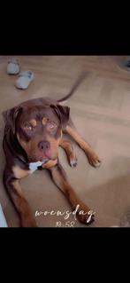 Bully XL Tri Color, Rabiës (hondsdolheid), 15 weken tot 1 jaar, Reu, Eén hond