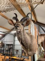 Taxidermie - opgezette Koedoe, Gebruikt, Ophalen of Verzenden