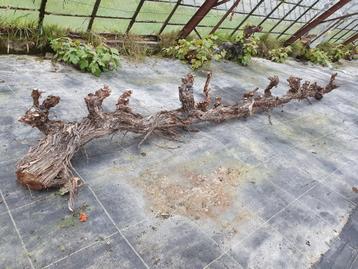 Decoratieve druivenranken beschikbaar voor biedingen