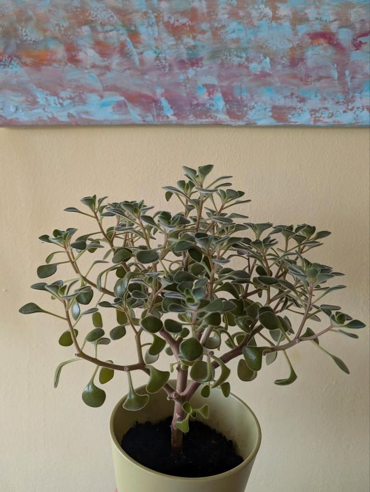 Stekje "Tree of Love", Huis en Inrichting, Kamerplanten, Minder dan 100 cm, Halfschaduw, Ophalen of Verzenden