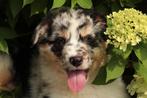 Prachtige, sociale australian Shepherd pups, Dieren en Toebehoren, Honden | Herdershonden en Veedrijvers, 8 tot 15 weken, Meerdere