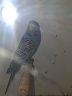 Gezocht voor mijn zoontje, Dieren en Toebehoren, Vogels | Parkieten en Papegaaien, Vrouwelijk, Papegaai