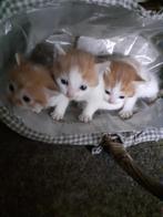 Mooie kittens te koop, Dieren en Toebehoren, Katten en Kittens | Overige Katten, Meerdere dieren, Kortharig, 0 tot 2 jaar
