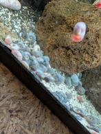 Ramshorn snails, Vis