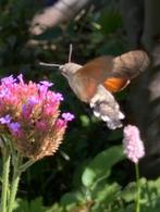 Tuinplanten stekken en zaailingen, Ophalen, Zomer, Overige soorten, Volle zon
