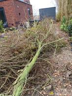 Gratis Hout - Zelf Ophalen, Minder dan 3 m³, Ophalen, Overige houtsoorten, Takken