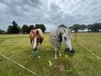 Bijrijder verzorger gezocht, Dieren en Toebehoren, Stalling en Weidegang, 2 of 3 paarden of pony's