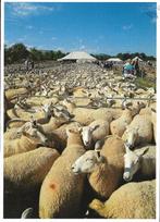 Ansichtkaart	Builth Wells (Wales)	Sheep sales  (schapen), Verzenden, 1980 tot heden, Gelopen, Engeland