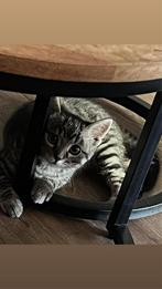 Kitten, (poes), Dieren en Toebehoren, Ophalen