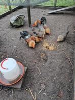 Hollandse kriel patrijs kleur haantjes, Dieren en Toebehoren, Pluimvee, Mannelijk, Kip