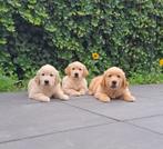 Golden Retriever, Golden retriever, 8 tot 15 weken, Meerdere, Meerdere dieren
