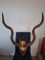 Kudu hoorns op schild, Ophalen of Verzenden, Gebruikt, Wild dier, Gewei of Kop