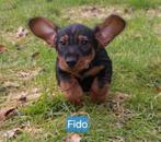 Vrolijke Teckel pups zoeken hun gouden mandje, Parvo, Standaard, 8 tot 15 weken, Meerdere