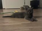 Prachtige kitten britste korthaar, mag vanaf 20/08 verhuizen, Dieren en Toebehoren, Geslacht onbekend, Ontwormd, 0 tot 2 jaar