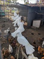 Pauwstaart duiven, Dieren en Toebehoren, Meerdere dieren, Postduif