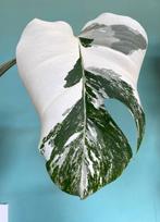 Topkwaliteit, witte Monstera Albo Variegata stek, Ophalen, Overige soorten