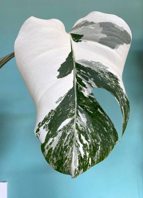 Topkwaliteit, witte Monstera Albo Variegata stek, Huis en Inrichting, Kamerplanten, Overige soorten, Ophalen