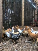 Wyandotte krielkippen, rustige en tamme kippen!, Vrouwelijk, Kip