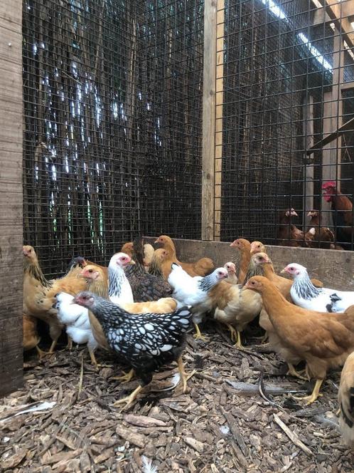 Wyandotte krielkippen, rustige en tamme kippen!, Dieren en Toebehoren, Pluimvee, Kip, Vrouwelijk