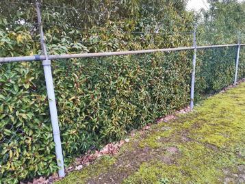 150 meter hekwerk/afrastering met harmonica gaas. Heras ABC beschikbaar voor biedingen