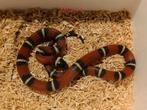 Lampropeltis polyzona nelsoni - nakweek 2025, Dieren en Toebehoren, Reptielen en Amfibieën, Slang, Tam, 0 tot 2 jaar