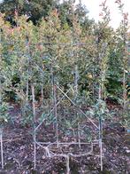 Fruitbomen, Tuin en Terras, Ophalen of Verzenden, Volle zon, Leiboom