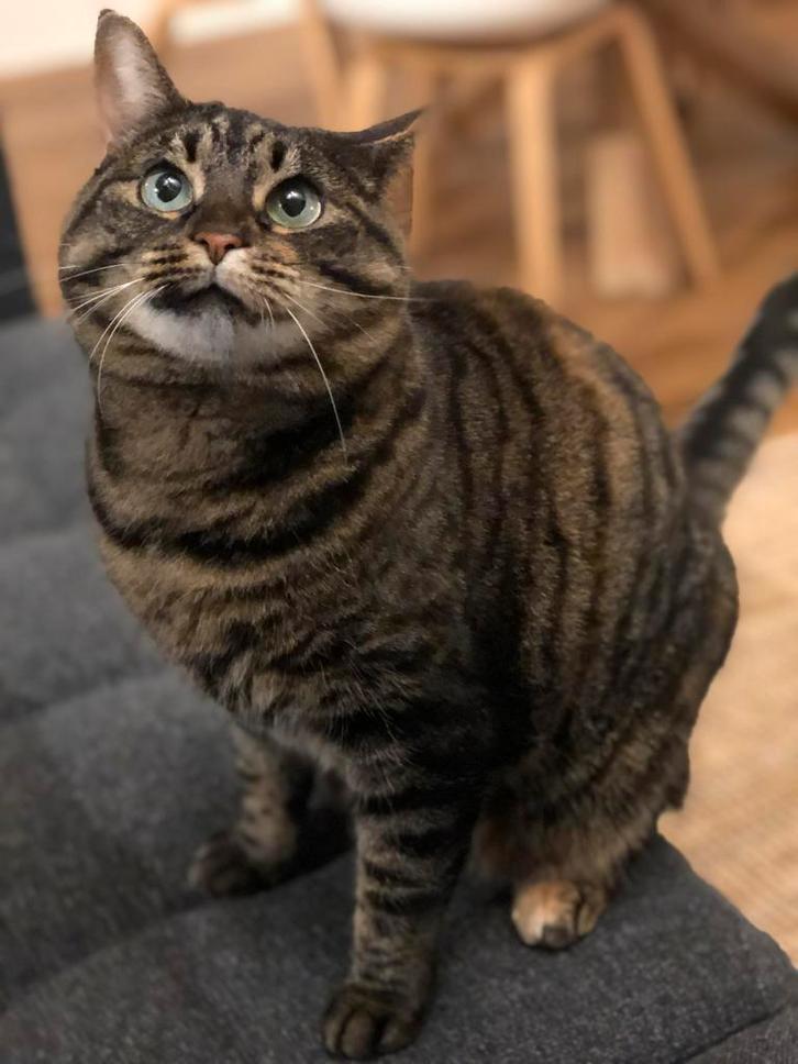 Poes zoekt nieuw thuis, Dieren en Toebehoren, Katten en Kittens | Overige Katten, Kortharig, Poes, 6 jaar of ouder