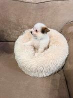 Dwergkees (Pommeriaan), November, Mannelijk