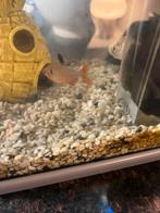 2 huisdier visjes, Dieren en Toebehoren, Vissen | Aquariumvissen, Vis