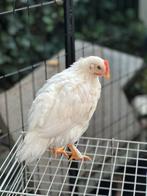 Twee kippen, Dieren en Toebehoren, Pluimvee, Vrouwelijk, Kip