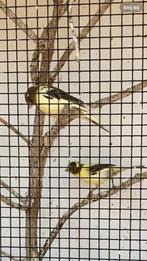 Prachtige Kanaries, Dieren en Toebehoren, Vogels | Kanaries, Meerdere dieren, Kleurkanarie