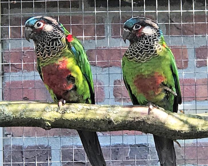 Diverse pyrrhura te koop, Dieren en Toebehoren, Vogels | Parkieten en Papegaaien, Parkiet, Meerdere dieren, Geringd