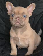 Franse bulldog puppys 2 reutje 1 teffje alx4 ice blue eyes, Dieren en Toebehoren, Honden | Bulldogs, Pinschers en Molossers, 15 weken tot 1 jaar