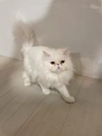 Britse Langhaar, witte britse, Dieren en Toebehoren, Katten en Kittens | Raskatten | Langhaar, Kater