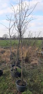 Kweepeer bomen, Tuin en Terras, Planten | Bomen, Ophalen, Volle zon, Overige soorten
