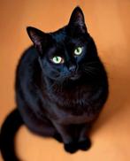 Schitterende kitten aangeboden, Dieren en Toebehoren, Poes