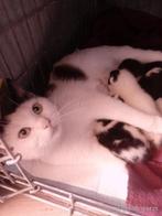 JONGE KITTENS! Geboren 10-05-25, Dieren en Toebehoren, Katten en Kittens | Raskatten | Korthaar, Meerdere dieren, Ontwormd, 0 tot 2 jaar