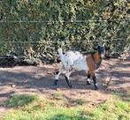 Geit  en geiten bokken., Dieren en Toebehoren, Schapen, Geiten en Varkens, Meerdere dieren, Geit, 0 tot 2 jaar