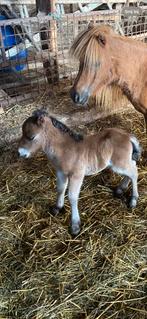 lieve mini shetlander hengst, Gechipt, 0 tot 2 jaar, Hengst, A pony (tot 1.17m)